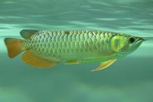 Arowana Ikan Pages 1 Dunia Pengetahuan Ensiklopedia