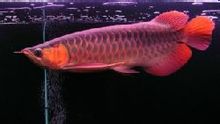 Arowana Ikan Pages 1 Dunia Pengetahuan Ensiklopedia